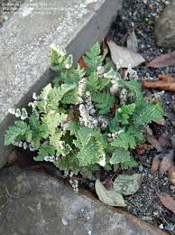 Image result for Cheilanthes eckloniana