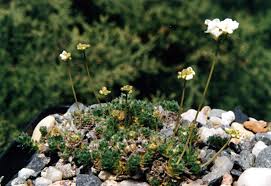 Image result for Arabis