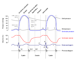 Systole Wikipedia