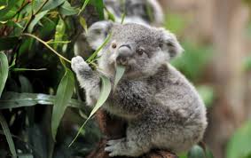 Top 10 Things To Do On Australia S Gold Coast Cute Animals Koala Australia Animals