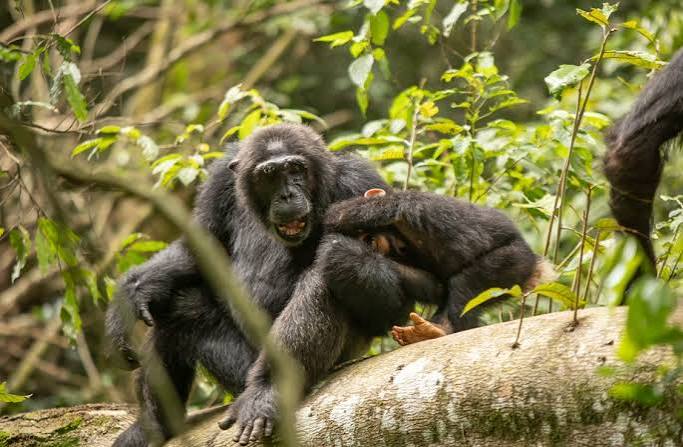 4 Days Nyungwe Chimps and Canopy Walk