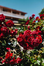 Find rose wallpapers hd for desktop computer. Hd Wallpaper Roses Of Bulgaria Flowers Flora Floral Red Rose Flower Wallpaper Flare