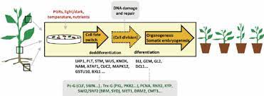 Check spelling or type a new query. In Vitro Plant Regeneration The Choice Of Different Tissue Types And Download Scientific Diagram