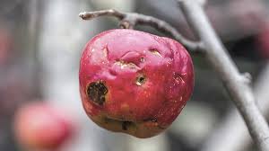 Fruit of the tree of knowledge of good and evil. The Knowledge Of Good And Evil Is Killing America The Stream