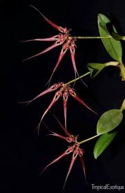 Image result for Bulbophyllum vulcanicum