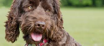 We did not find results for: 15 Pros And Cons Of Owning A Labradoodle Green Garage