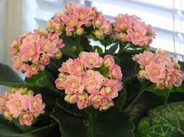 The name came from the chinese name kalan chauhuy. Kalanchoe Home Garden Information Center