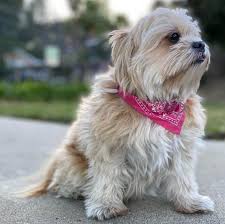 Boutique puppies breeds and offers high quality pomeranian puppies for sale. Is The Lovable Shih Tzu Pomeranian Mix The Right Pet For You K9 Web