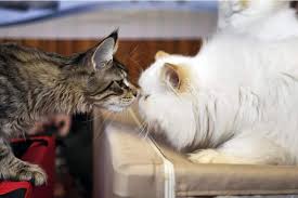 Here is the list of most popular persian cat names. 550 Most Popular Female Cat Names In 2021 We Re All About The Cats