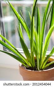 Image result for Sansevieria parva