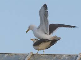 Watch the Awkward Balancing Act of Seagull Mating