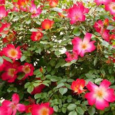 「カクテル 薔薇」の画像検索結果