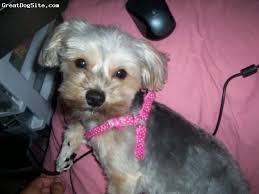 White Black And Brown Yorkie Morkie 1 And 6 Months Doesnt Have Much Black Hair Left Mostly White Brown And Silver Mom Is A Yorkie Dad Is A Maltese Whiteyorkie Morkie Dogs Yorkie