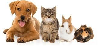 Hakkimizda Dunya Veteriner Klinigi Corlu Corlu Tekirdag 0533 525 97 66