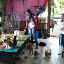 Pusat jagaan kucing omiey home. Syurga Pencinta Kucing Di Cat Beach Sanctuary Pulau Pinang Reflect Relax