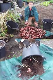 Plant the chunks 5 to 7 inches (12.5 to 18 cm.) apart and cover them with 3 inches (7.5 cm.) of moist soil. Grow Potatoes In Containers Bags 8 Best Secrets A Piece Of Rainbow