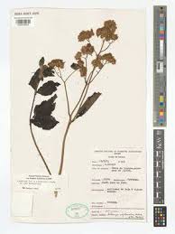 Image result for Bothriocline longipes