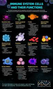 Types Of Immune System Cells And Their Functions Blog Um In 2020 Nursing School Survival How To Boost Your Immune System Immune System