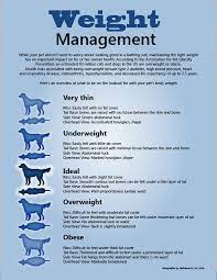 What to feed an underweight dog. Our Guide On The Best Dog Food For Underweight Dogs