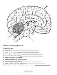 Anatomy Of The Brain Coloring Key By Biologycorner Tpt It is very normal for students to want to know more about their parts of brain. anatomy of the brain coloring key