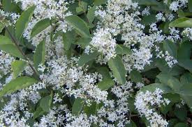 Image result for ligustrum ovalifolium