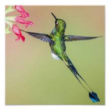 Black Bird With Two Long Tail Feathers Ecuador Hummingbird With Long Tail Feathers Poster Zazzle Com Tail Feathers Hummingbird Green Print