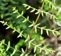 Image result for Cheilanthes viridis
