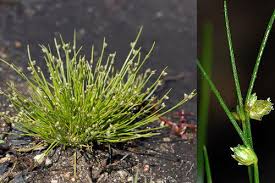Image result for Isolepis setacea