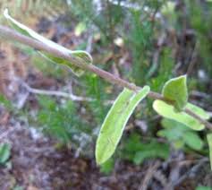 Image result for Psorospermum mechowii