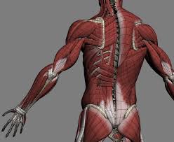 Want to discover art related to muscleboy? Skeleton Muscles Graphicvizion