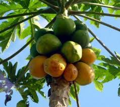 Papayier Arbre A Papaye Fruits Exotiques Papaye Exotique