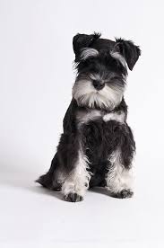 Black And Silver Miniature Schnauzer Escher Miniature Schnauzer Schnauzer Dogs Schnauzer Puppy Dog Breeds