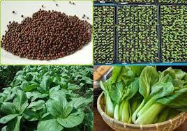 #sawiceisim #tutorialtani #ilmupertanian #caratanamsawi #caklasin. Metode Budidaya Sawi Dengan Formula Gampang Hasil Melimpah Sumber Plastik