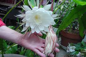 Orchid / cactusnight queenepiphyllum pumillum plant n 7ab 3 leaves.1 rare cactus epiphyllum german empress large flowers rooted matual plant 100#. 2 Pink Epiphyllum Orchid Cactus Queen Of The Night Oxypetalum Cereus Live Plant Cactus Succulent Plants Home Garden Worldenergy Ae