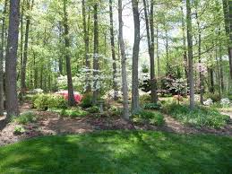 Traditional Landscape By Gardens By Monit Llc Wooded Backyard Landscape Wooded Landscaping Woodland Garden