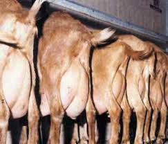 Vand capre bine intretinute, sanatoase si bune de lapte. Capra Alpina Franceza Porumbeialbi