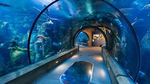 Check spelling or type a new query. Is Oregon Coast Aquarium Open Kgw Com