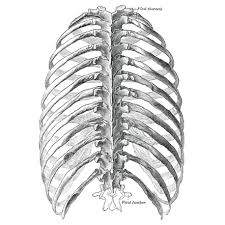 By describing your rib cage pain to your doctor as specifically as possible, you can help him or her make an accurate diagnosis—and find you the right treatment. Thoracic Cage Radiology Reference Article Radiopaedia Org