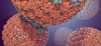 Ecco Come L Herpes Simplex Di Tipo 1 Hsv 1 Si Moltiplica Le Scienze