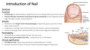 Image result for paronychium