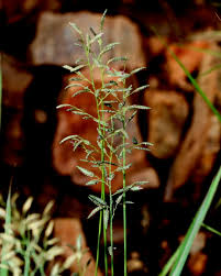 Image result for Eragrostis racemosa