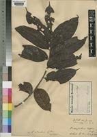 Image result for Pachylobus edulis