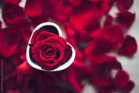 Surrounded By Rose Petals Download This High Resolution Stock Photo By Helen Sotiriadis From Stocksy United Red Rose Petals Red Roses Rose