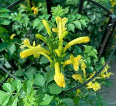 Image result for Tecomaria capensis