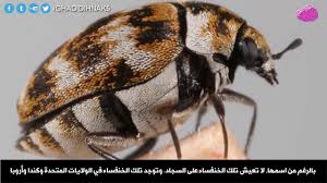 10 حشرات تختبئ في غرفة نومك Youtube