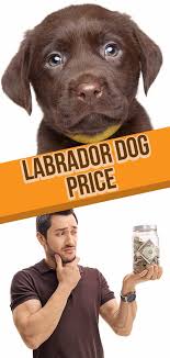 Maybe you would like to learn more about one of these? Labrador Dog Price What Should You Be Expecting To Pay