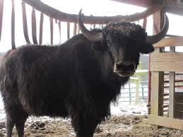 Image result for yak