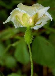 Image result for Momordica foetida