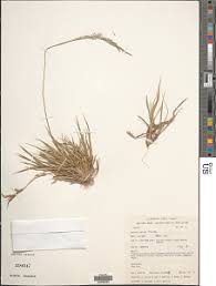 Image result for Sporobolus ioclados