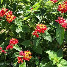 Lantana Anne Marie Is A Perfect Perennial Plant In Zones 9a 11 It S Easy To Grow Heat Tolerant Drought Tolerant Perennial Plants Lantana Attract Butterflies